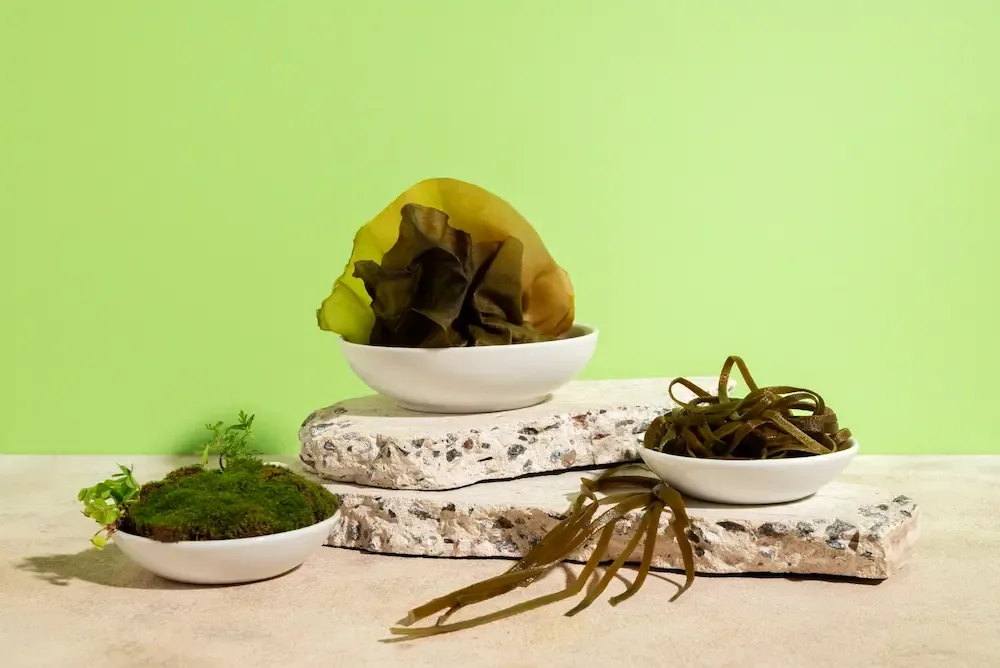 Three white dishes holding a brown kelp frond, strands of green seaweed and a clump of moss, on pale stone against a lime-green background.